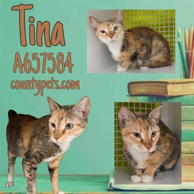 A young medium-sized female Domestic Short Hair cat named Tina for adoption in Houston, TX