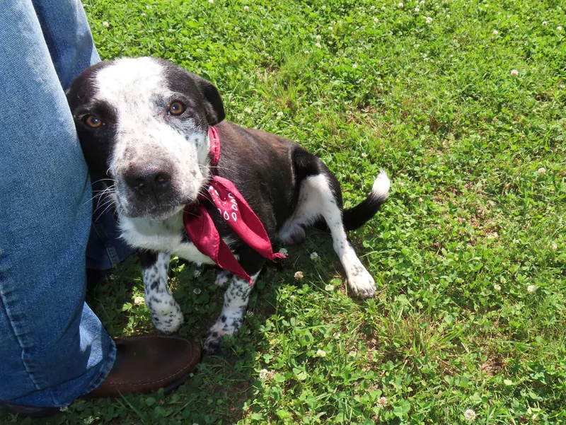 A baby medium-sized male Border Collie dog named Kenny C for adoption in Rogers, AR