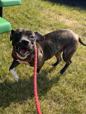 A young medium-sized female Staffordshire Bull Terrier dog named Mopsy for adoption in Dayton, OH