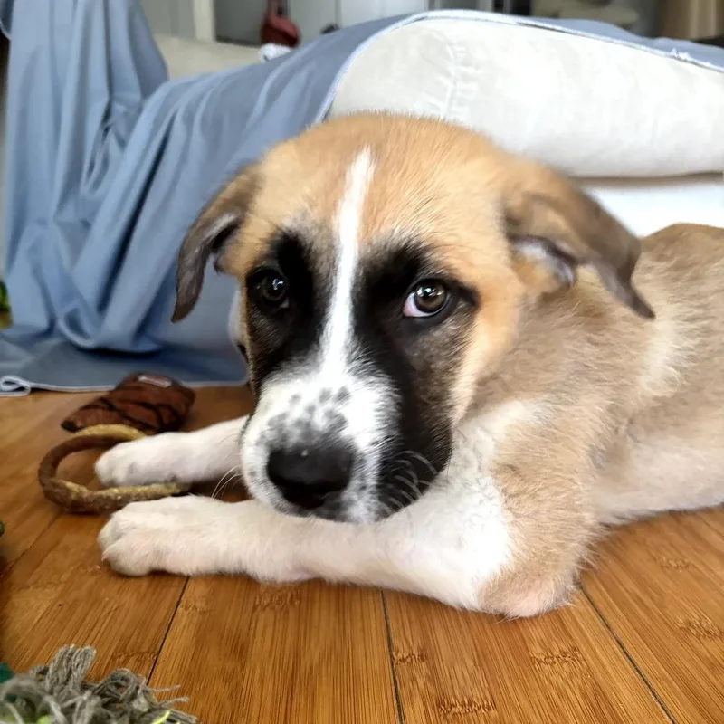 A baby extra large-sized male Apricot / Beige Anatolian Shepherd dog named Simba for adoption in Los Gatos, CA