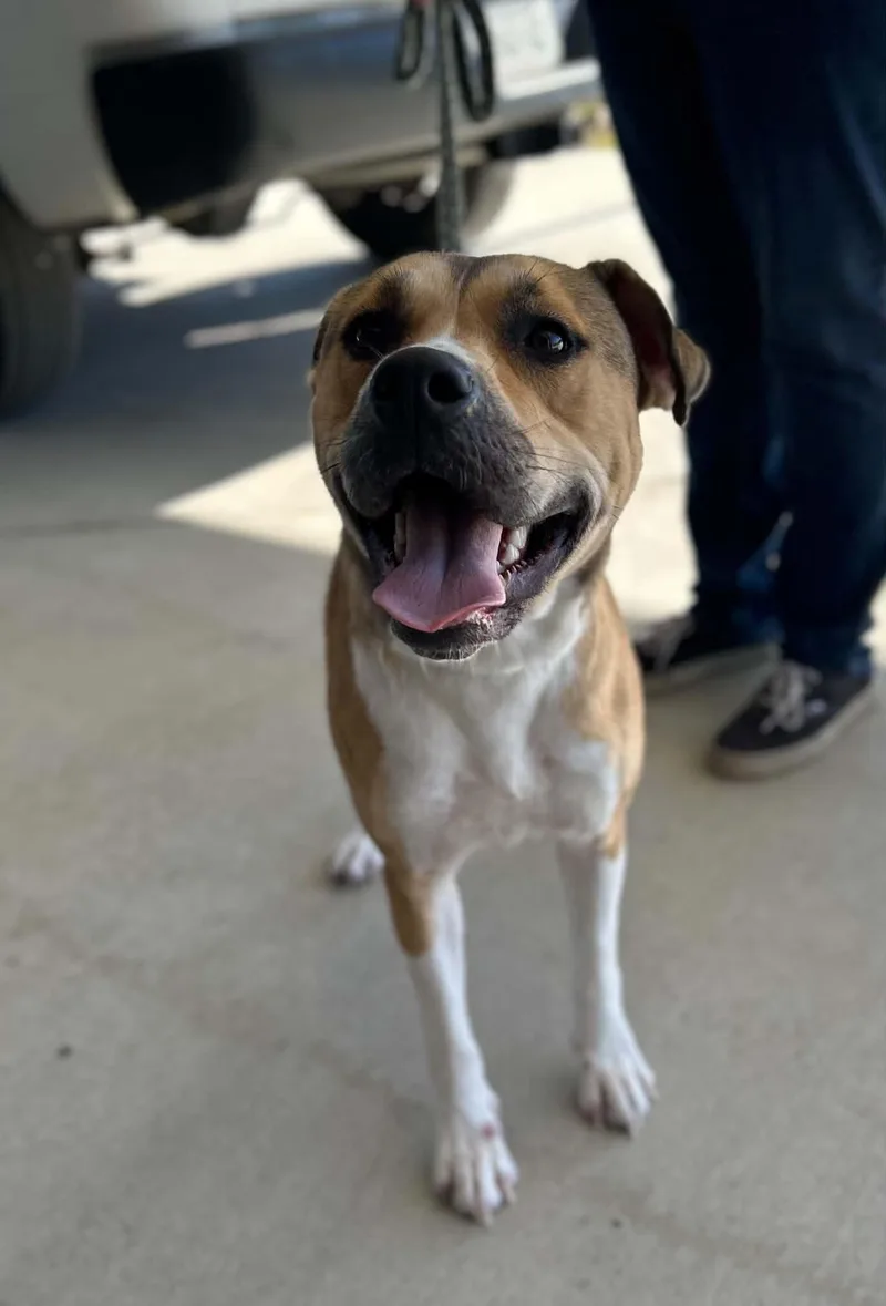 A baby large-sized female Mixed Breed dog named Yin for adoption in Manchester, TN