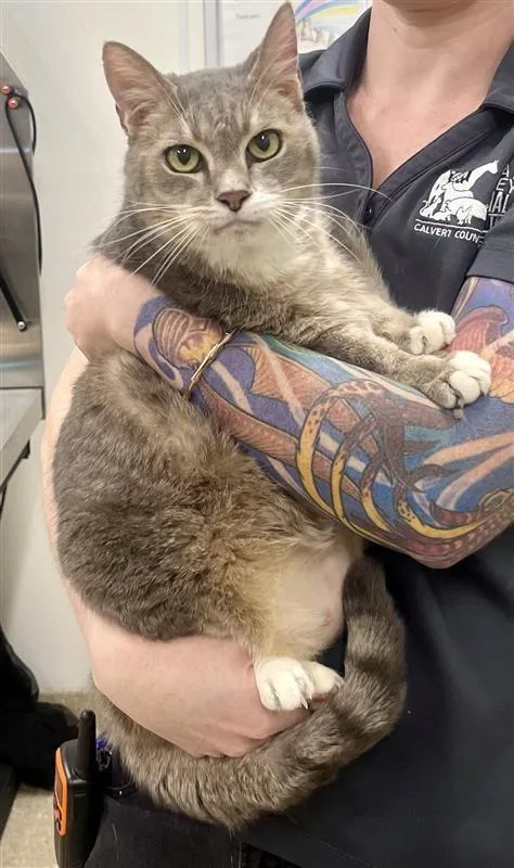 A senior medium-sized male Tabby (Gray / Blue / Silver) Domestic Short Hair cat named Clovis for adoption in Prince Frederick, MD