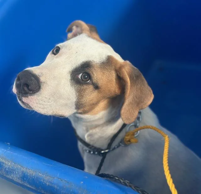 A baby large-sized male Mixed Breed dog named Alfie for adoption in Dallas, TX
