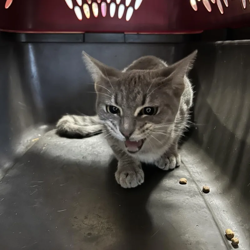 A young small-sized female Domestic Short Hair cat named Lavender for adoption in Roxboro, NC