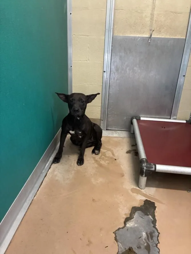 A young small-sized female Chihuahua dog named A for adoption in Texas City, TX