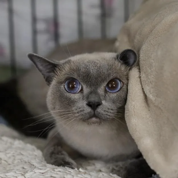 An adult small-sized female Gray / Blue / Silver Tonkinese cat named MiaMay for adoption in Los Angeles, CA