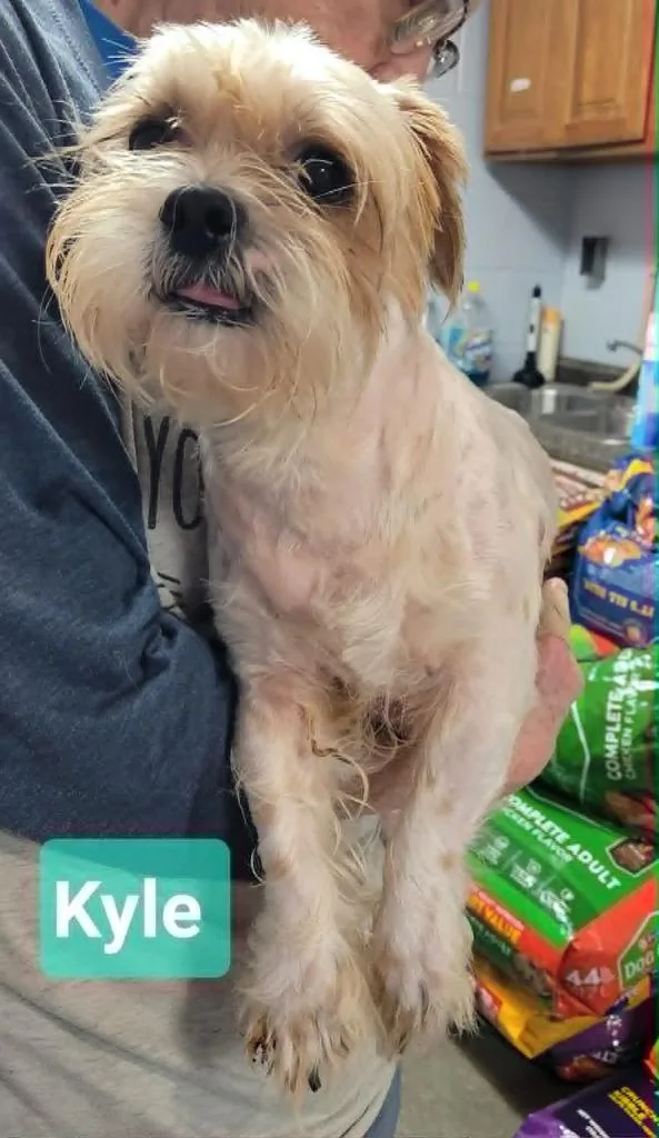 An adult small-sized male Shih Tzu dog named Kyle for adoption in Richmond, IN