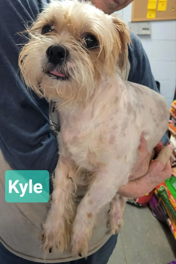 Kyle thumbnail 2