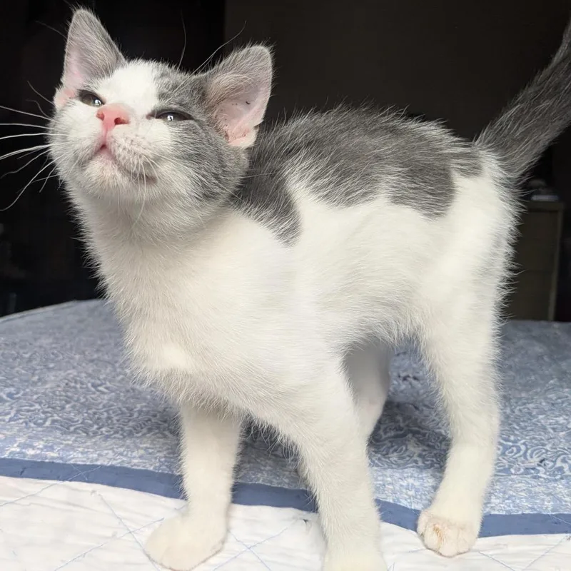 A baby small-sized male White Domestic Short Hair cat named Butter for adoption in Gibsonia, PA
