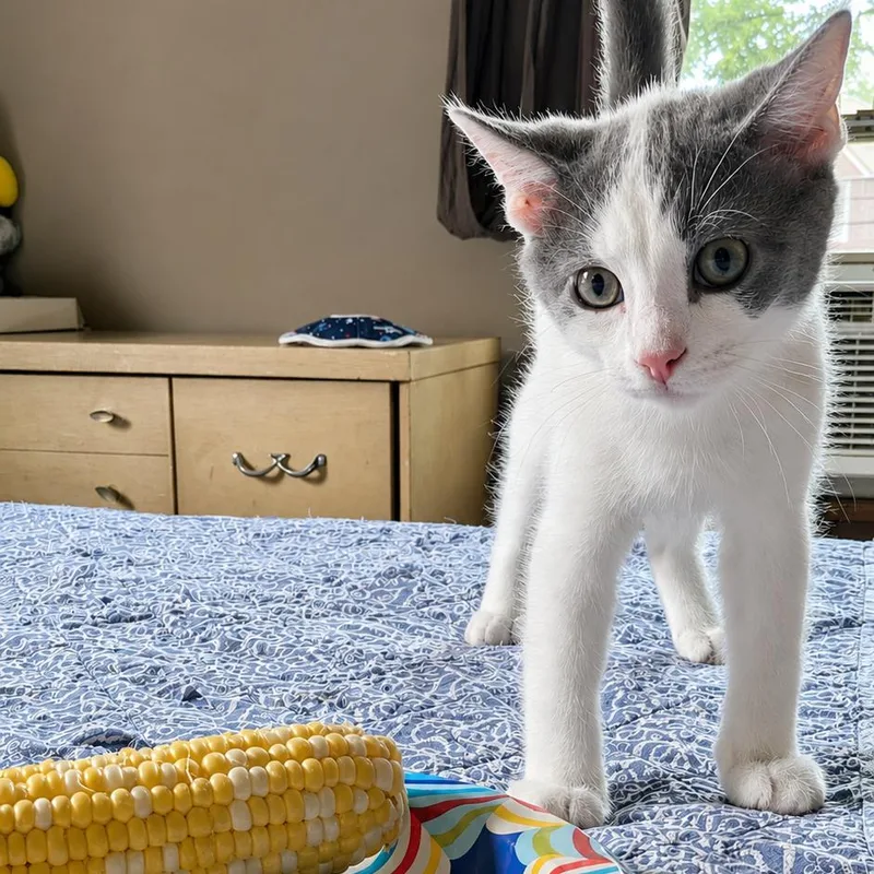 Butter thumbnail 6