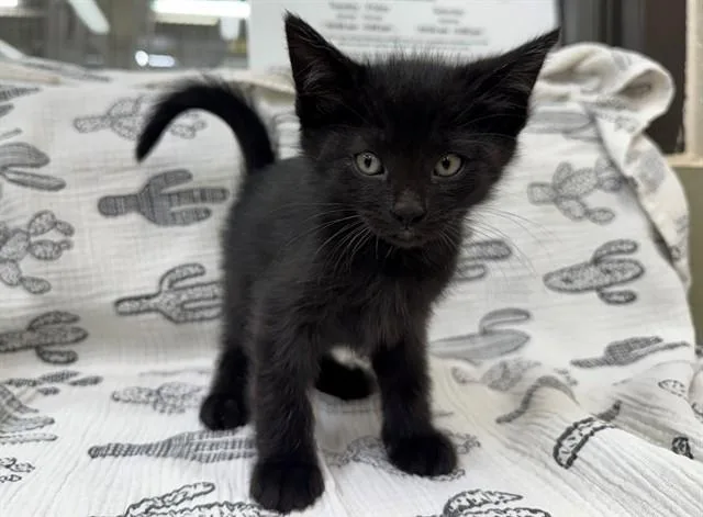 A baby small-sized male Domestic Medium Hair cat named Chip for adoption in Moreno Valley, CA