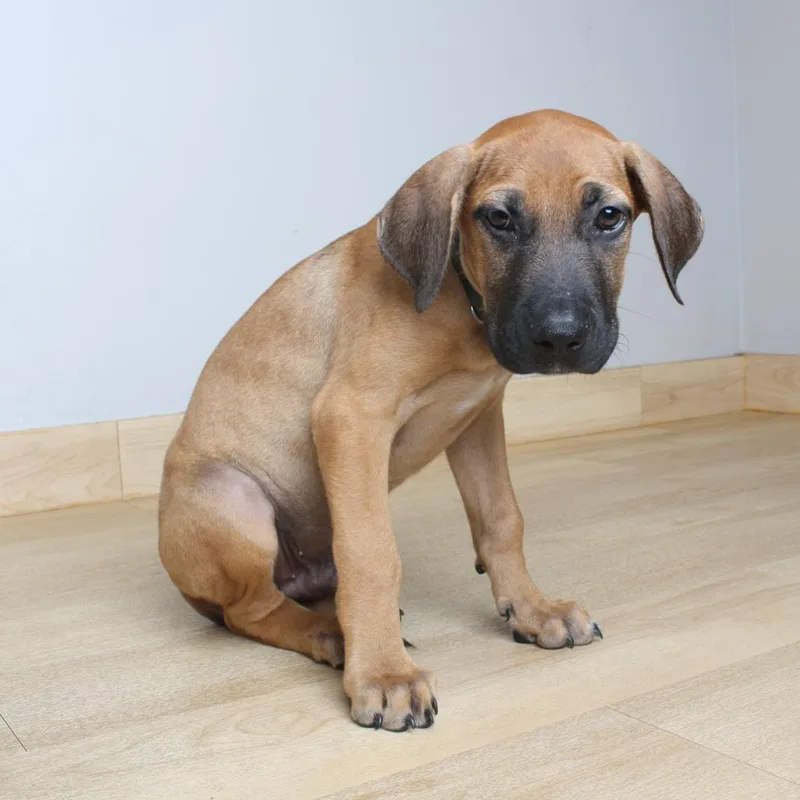 A baby medium-sized male Red / Chestnut / Orange Catahoula Leopard Dog dog named Boo Boo D for adoption in Minnetonka, MN