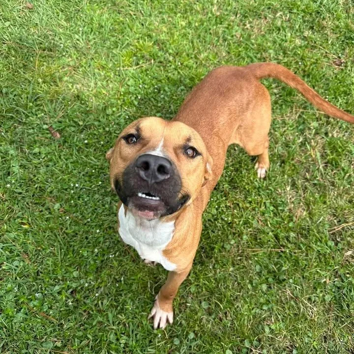 A young medium-sized male Mixed Breed dog named Lightning for adoption in Wilmington, NC