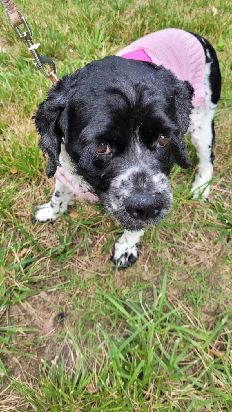 A young small-sized female Cocker Spaniel dog named Charlotte Special Needs for adoption in Kannapolis, NC
