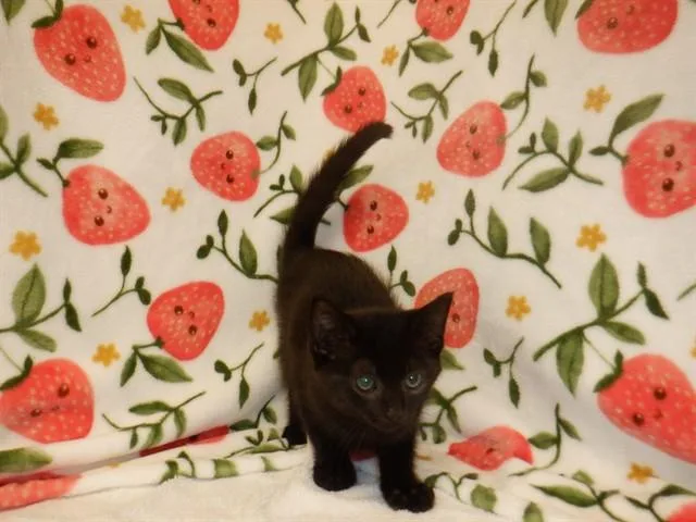 A baby small-sized male Domestic Short Hair cat named Lou for adoption in San Jose, CA