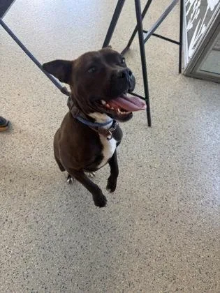 An adult medium-sized female Pit Bull Terrier dog named Nina for adoption in Columbus, IN