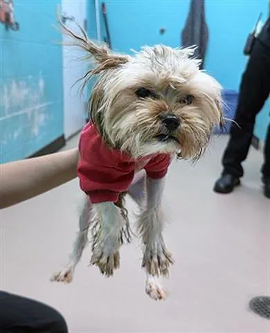 An adult small-sized female Brown / Chocolate Mixed Breed dog named Petal for adoption in Nashville, TN