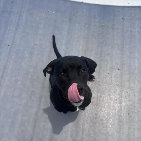 An adult medium-sized male Black Labrador Retriever dog named Goofy for adoption in Marion, NC