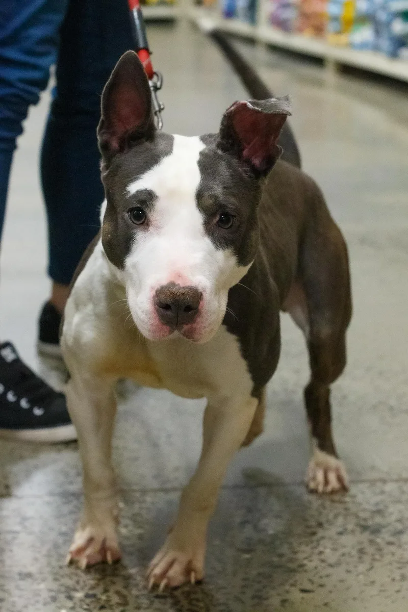 A young medium-sized female Bull Terrier dog named Crystal for adoption in Hamilton, NJ