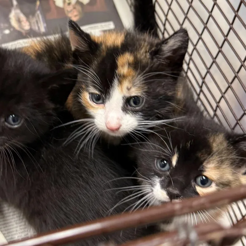 A baby small-sized female Calico Domestic Short Hair cat named Water Lilies for adoption in Los Angeles, CA