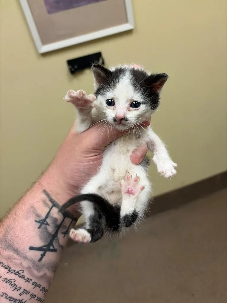 A baby medium-sized female Domestic Short Hair cat named Charleen for adoption in Florence, SC