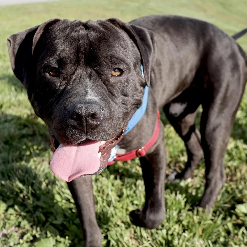 A young large-sized male Black Mixed Breed dog named Dale Pp for adoption in St Joseph, MO