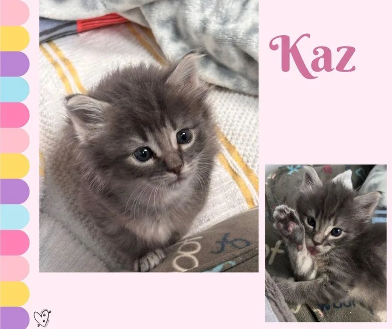 A baby medium-sized female Tabby (Gray / Blue / Silver) Tabby cat named Kaz for adoption in Trophy Club, TX