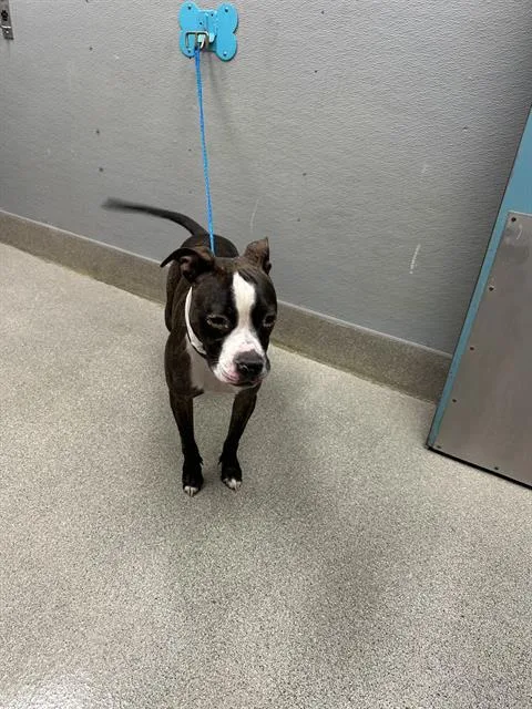 A young small-sized male Pit Bull Terrier dog named Romeo for adoption in Las Vegas, NV