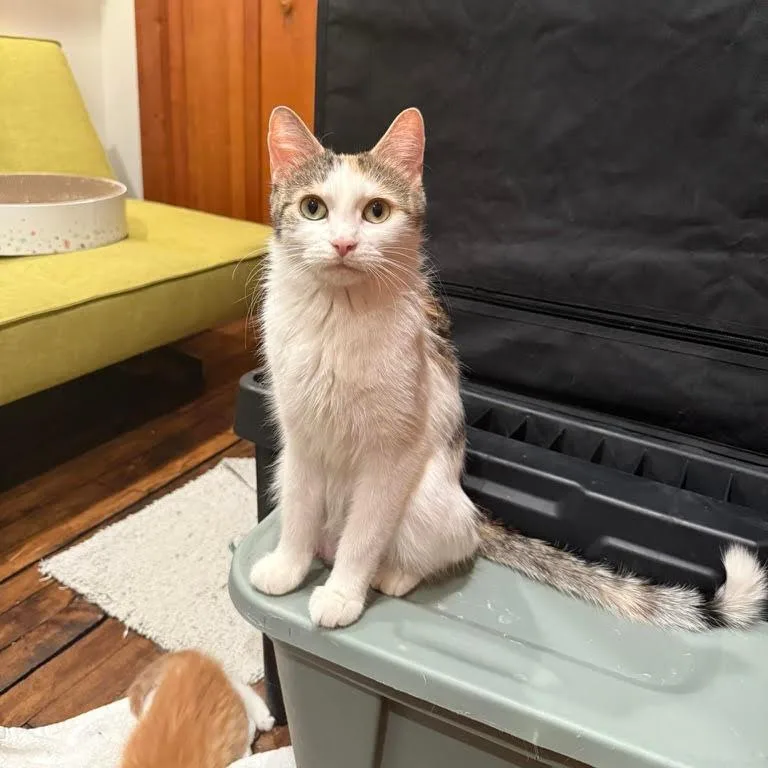 An adult medium-sized female White Domestic Medium Hair cat named Polly for adoption in Inver Grove Heights, MN