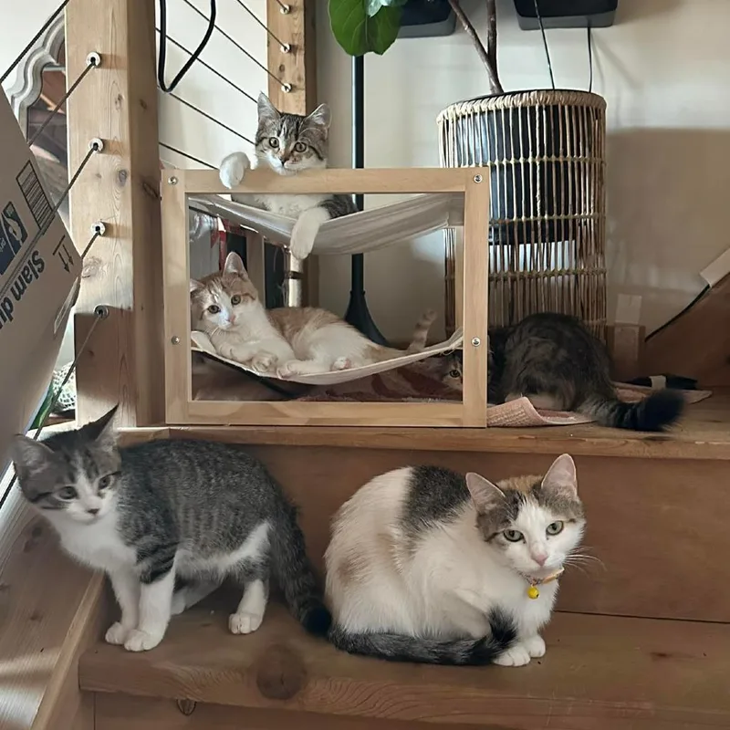 Polly thumbnail 2