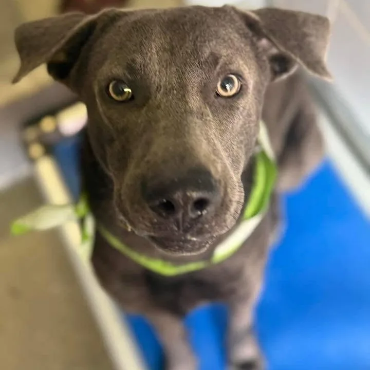 A young medium-sized male Gray / Blue / Silver Labrador Retriever dog named Max for adoption in Carver, MA