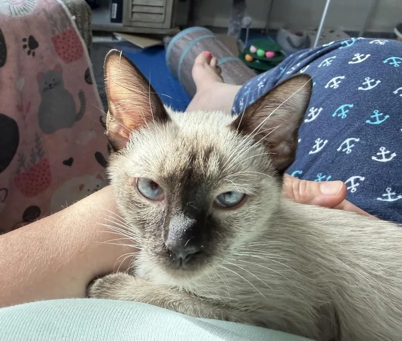 A baby medium-sized female Siamese cat named Viper for adoption in Richardson, TX