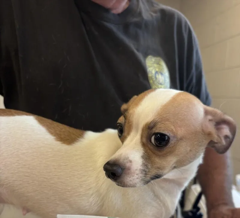 An adult small-sized female Chihuahua dog named Altamaha for adoption in Hagerstown, MD