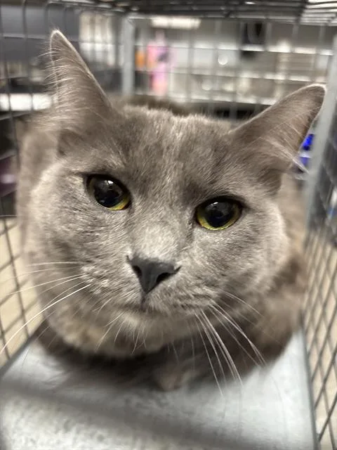 A young medium-sized female Domestic Short Hair cat named Mia for adoption in Las Vegas, NV