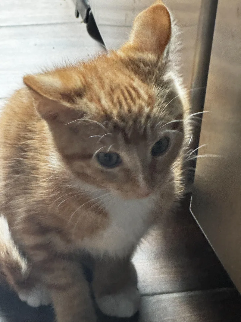 A young medium-sized male Orange & White Domestic Short Hair cat named Atlas Ready To for adoption in Fountain Valley, CA