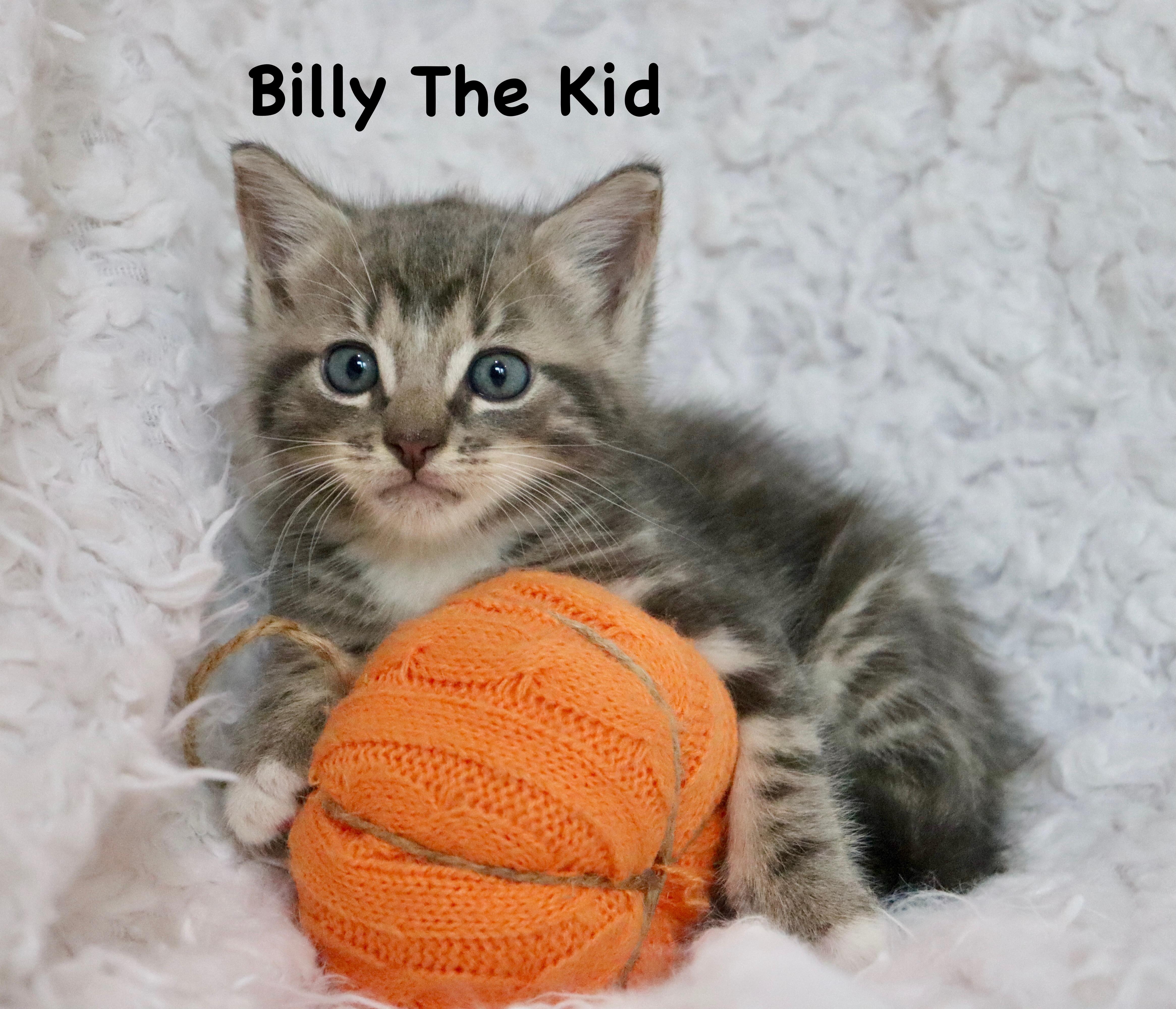 A baby medium-sized male Tabby cat named Billy The Kid for adoption in Saint Augustine, FL