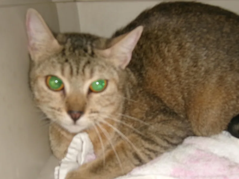 A young large-sized female Abyssinian cat named Lilly for adoption in Van Nuys, CA