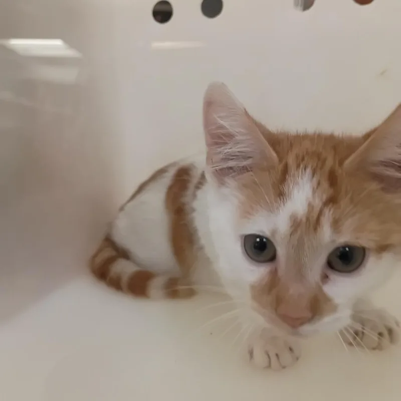 A baby small-sized female White Domestic Short Hair cat named StrayGentianBlvdVillage for adoption in Columbus, GA