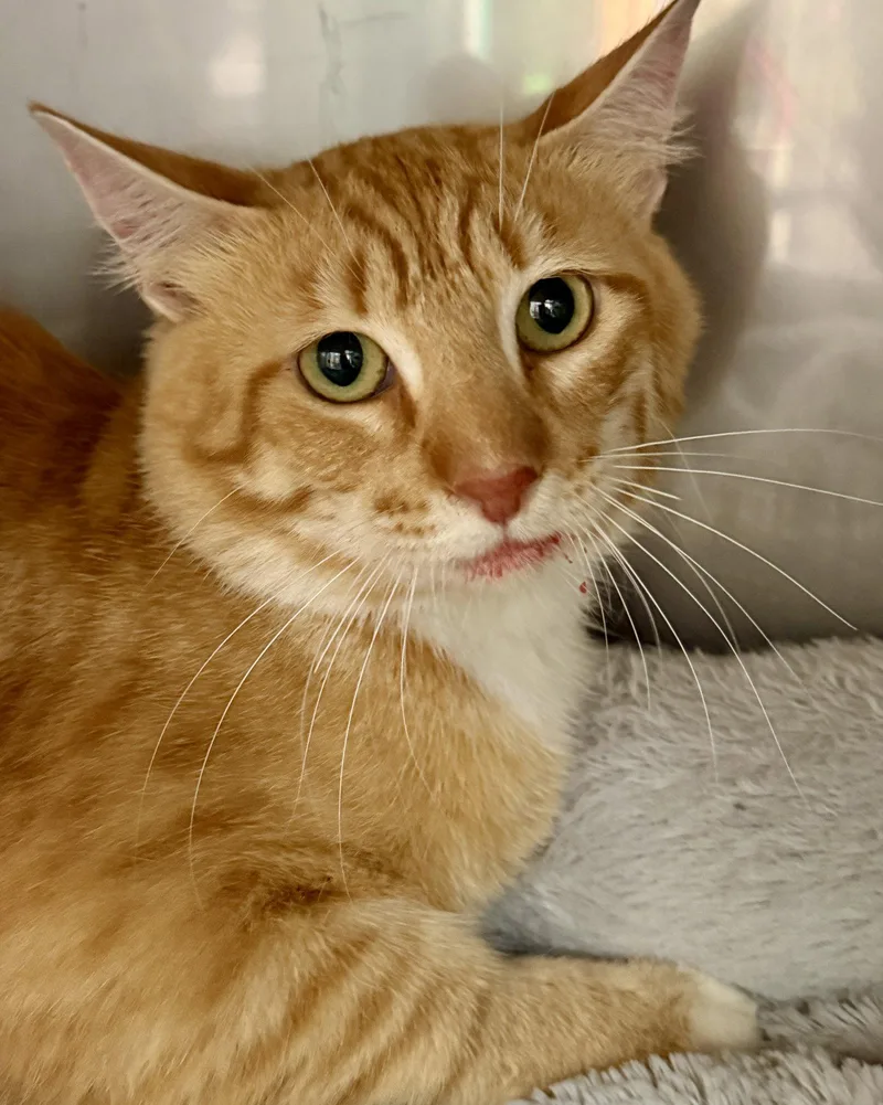 Canelo