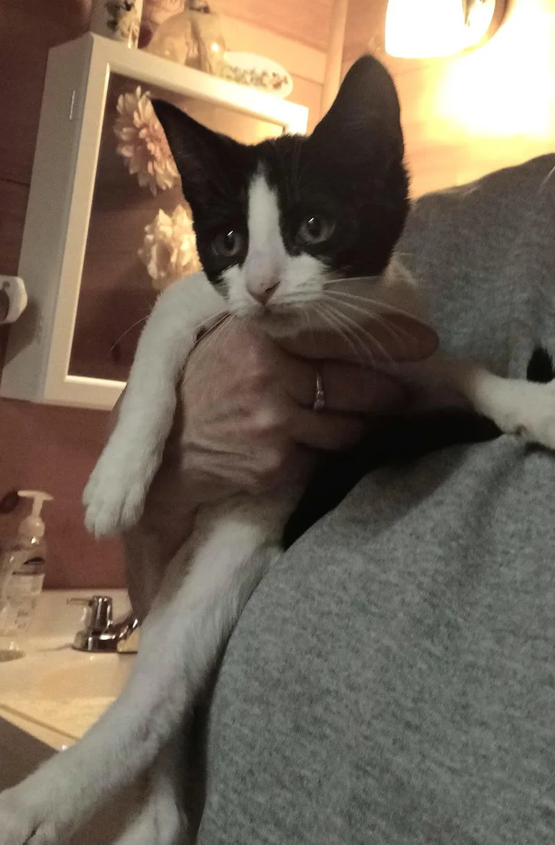 A baby small-sized female Black & White / Tuxedo Tuxedo cat named Taylor C DiRusso for adoption in Saunderstown, RI