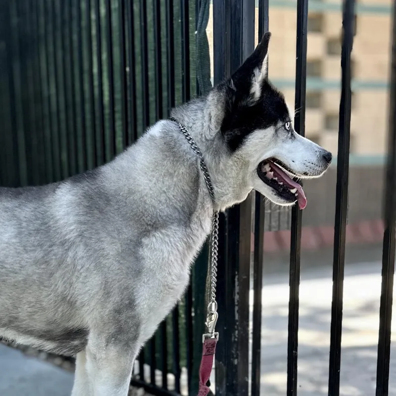 An adult large-sized female Black Siberian Husky dog named Akila ECAS for adoption in Pleasanton, CA