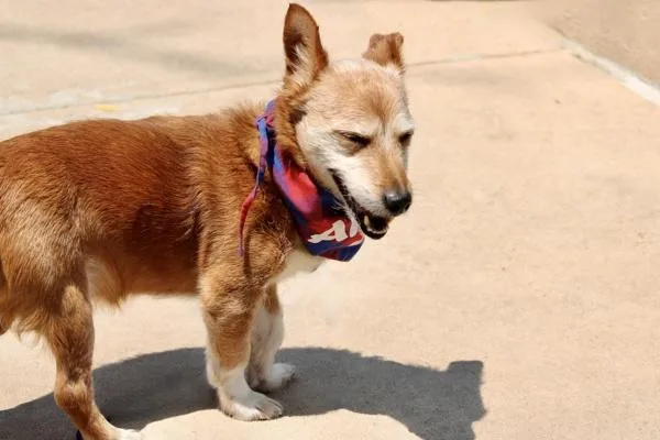 A senior small-sized male Mixed Breed dog named Coco for adoption in Staten Island, NY
