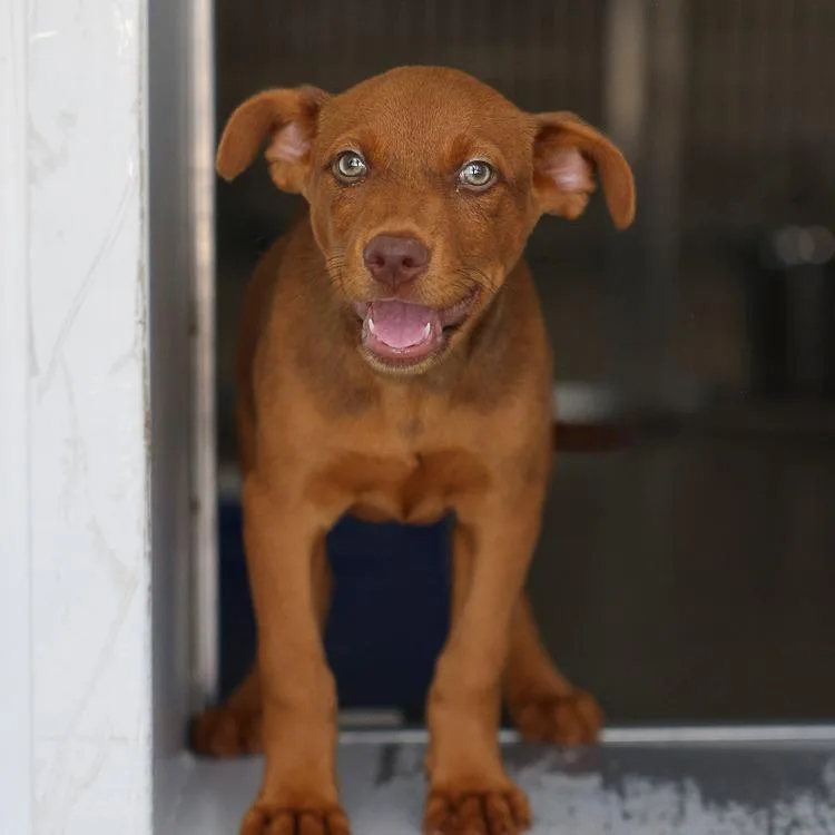 A baby medium-sized female Red / Chestnut / Orange Mixed Breed dog named Multigrain Bread for adoption in Bradenton, FL
