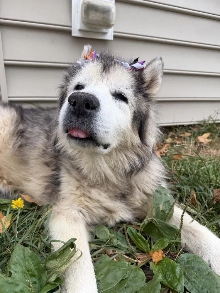 A senior medium-sized female Husky dog named Smooch for adoption in Xenia, OH