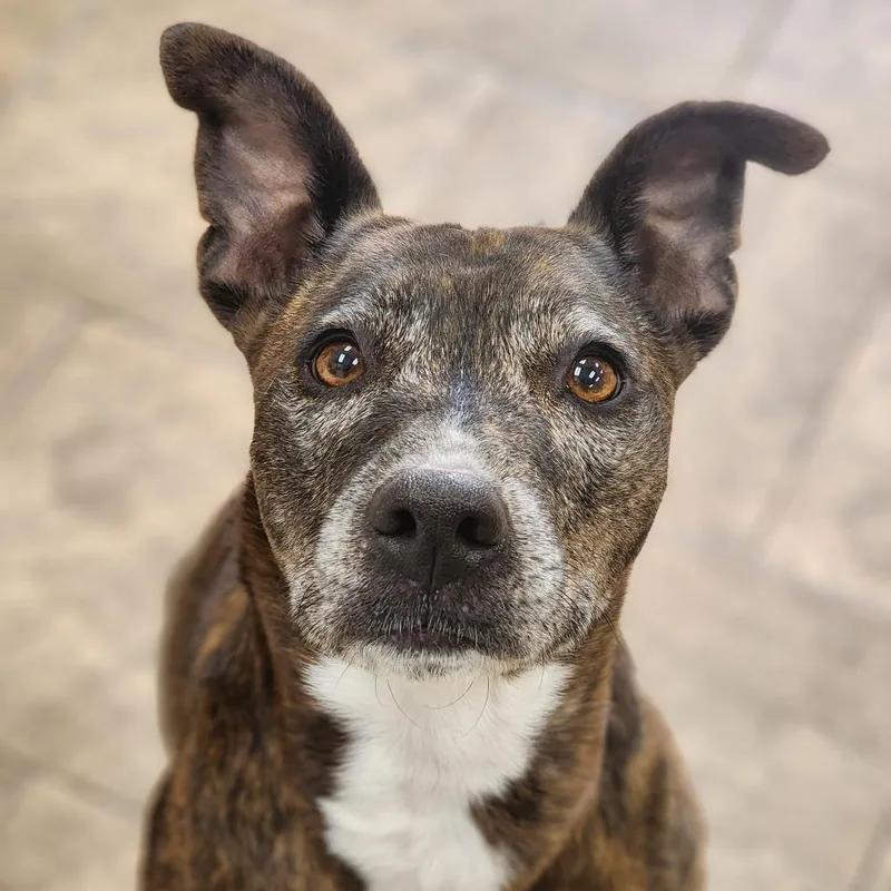 A senior medium-sized female Brindle Terrier dog named Brenda for adoption in Montgomery, AL