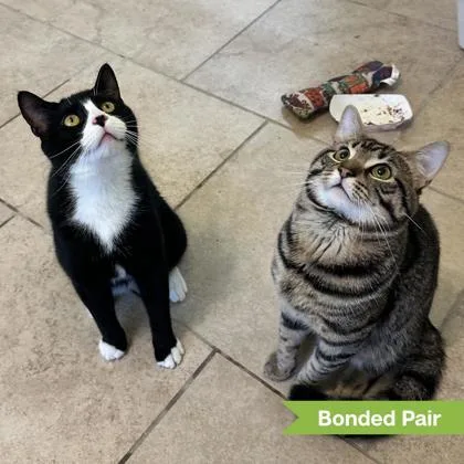 An adult medium-sized male Black & White / Tuxedo Domestic Short Hair cat named Ashe for adoption in Reisterstown, MD