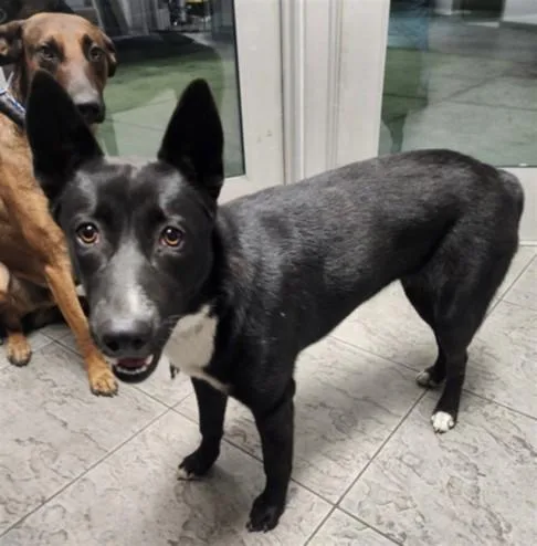 A young large-sized female Shepherd dog named Ethel for adoption in Los Angeles, CA