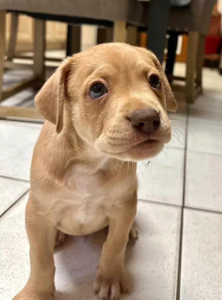 Roux Local Puppy