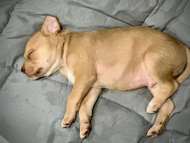 Roux  Local Puppy thumbnail 2