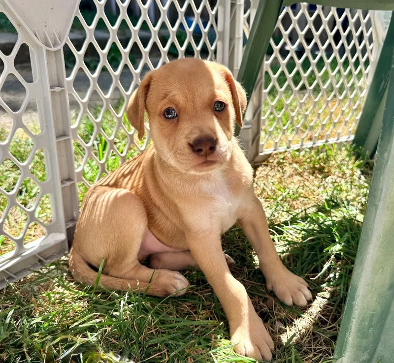 Roux  Local Puppy thumbnail 3